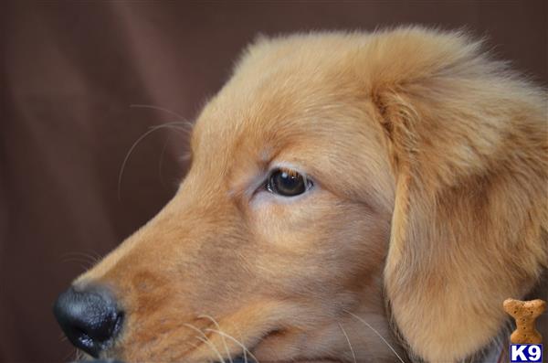 a golden retriever dog looking at the camera