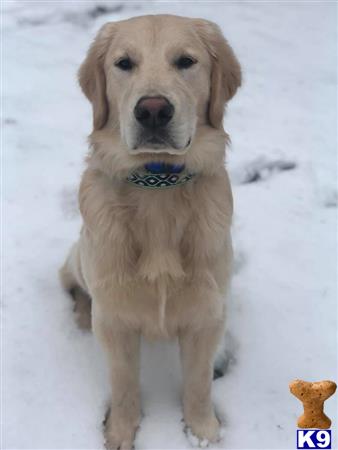 a golden retriever dog sitting in the snow