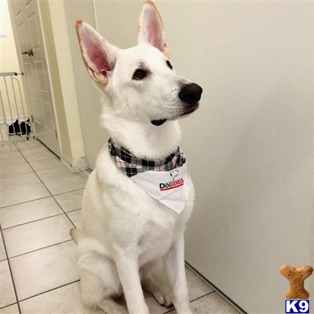 a white german shepherd dog wearing a black and white shirt