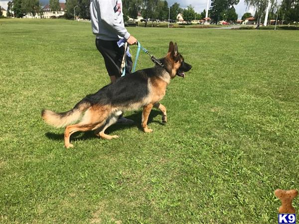 a german shepherd dog jumping in the air