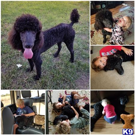 a collage of a poodle dog and a group of people