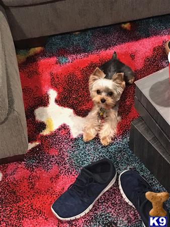 a yorkshire terrier dog sitting on a rug