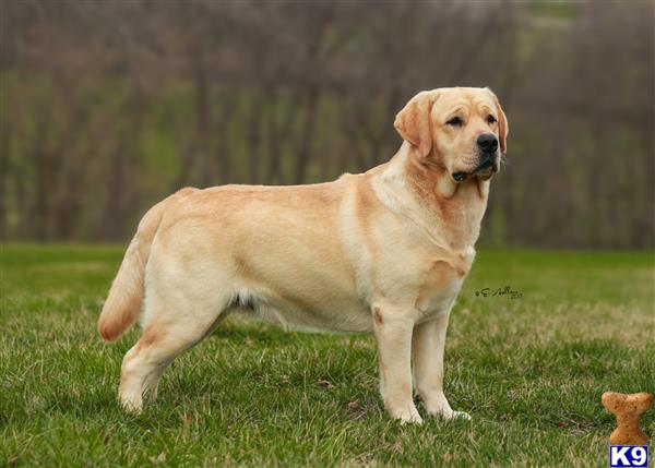 a labrador retriever dog standing in a grassy area