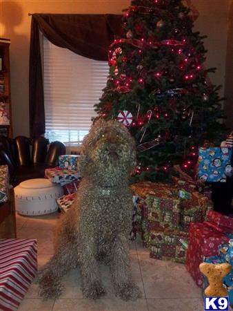 a poodle dog sitting in front of a christmas tree