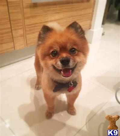 a pomeranian dog sitting on the floor