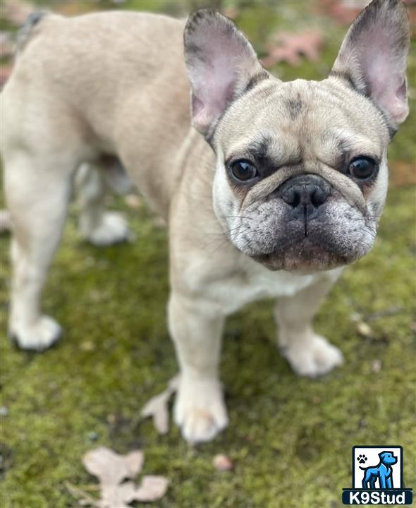 a french bulldog dog standing on grass