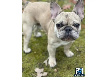 a french bulldog dog standing on grass