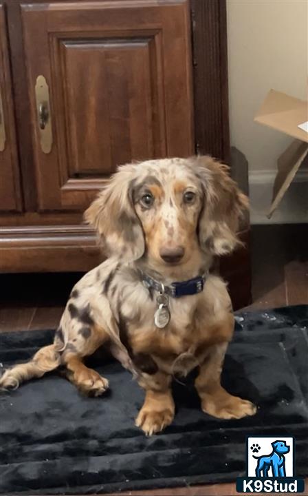 a dachshund dog sitting on the floor