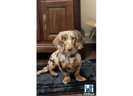 a dachshund dog sitting on the floor