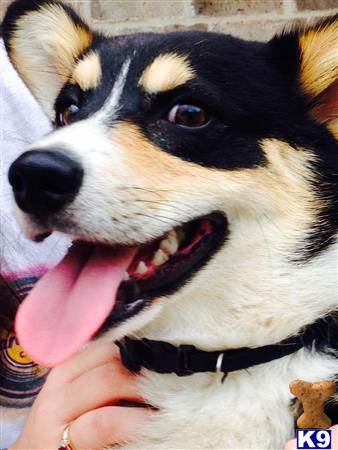 a pembroke welsh corgi dog licking a persons hand