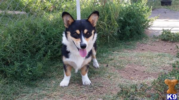 a pembroke welsh corgi dog sitting on a path