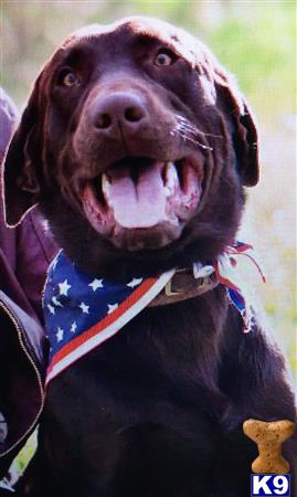 a labrador retriever dog wearing a flag