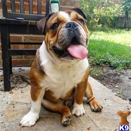 a english bulldog dog sitting on a sidewalk