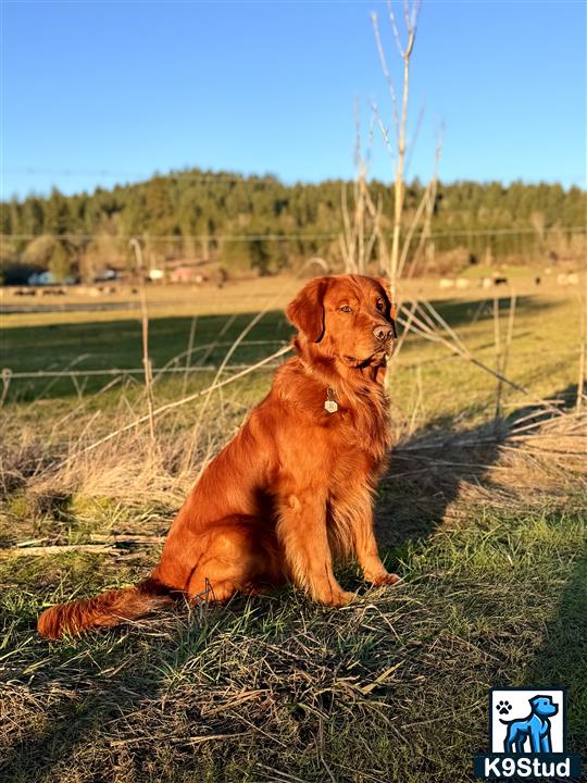 a golden retriever dog sitting on grass