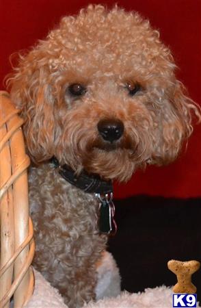 a poodle dog sitting on a chair