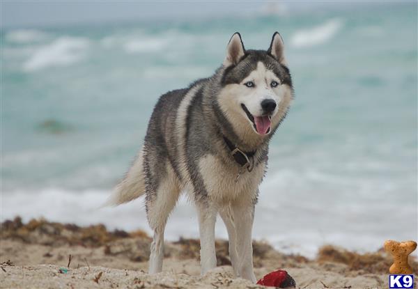 a siberian husky dog standing on a beach