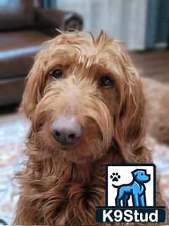 a goldendoodles dog with a cartoon on its face