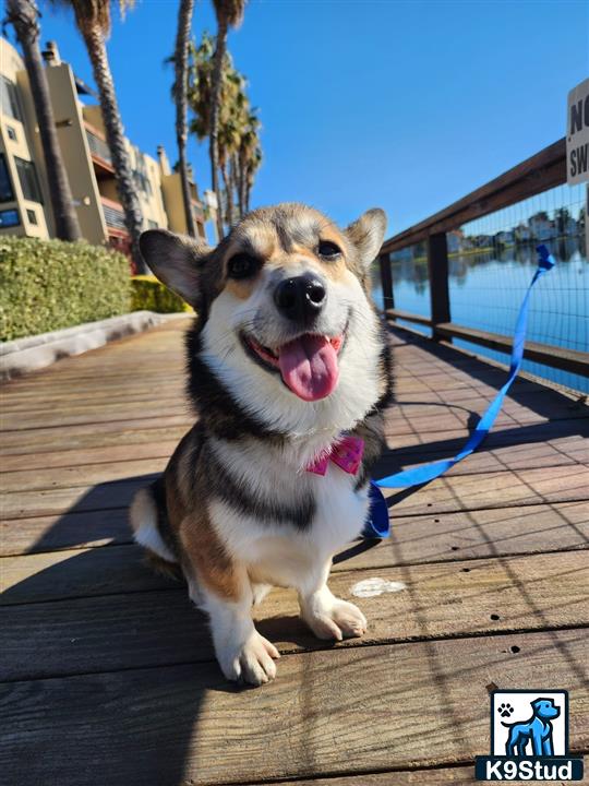 Cardigan Welsh Corgi female dog