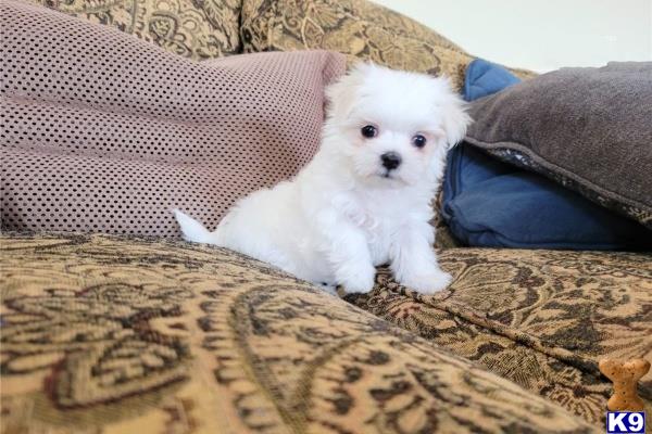 a white maltese dog on a couch
