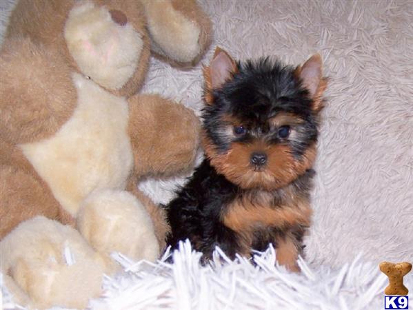 a small yorkshire terrier dog in a pile of stuffed animals