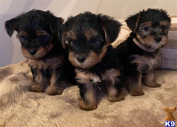 a group of yorkshire terrier puppies on a carpet