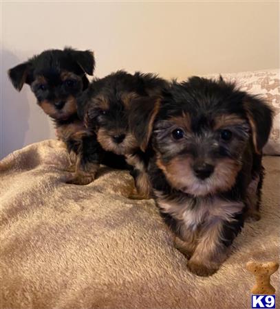 a group of yorkshire terrier puppies on a blanket