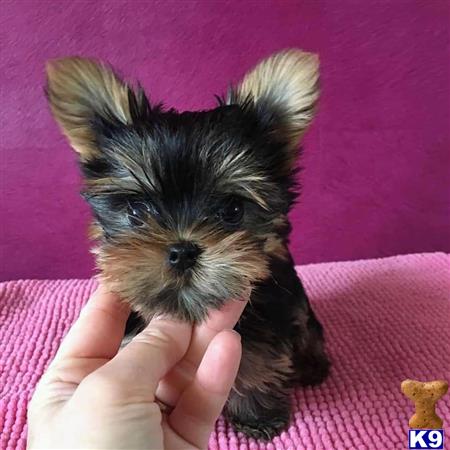 a person holding a small yorkshire terrier dog