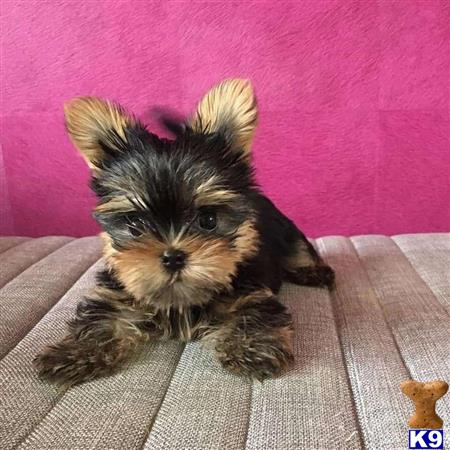 a small yorkshire terrier dog on a couch