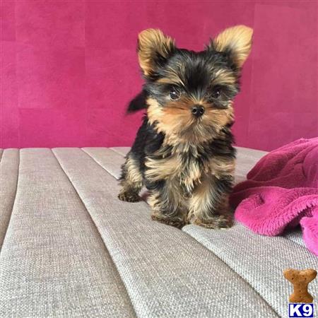a small yorkshire terrier dog sitting on a couch