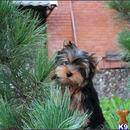 a yorkshire terrier dog in a yard