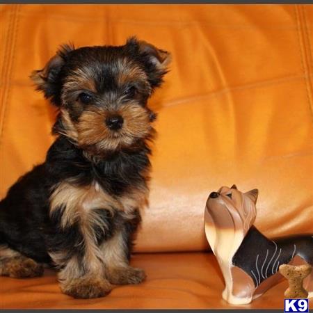 a yorkshire terrier dog sitting on a couch