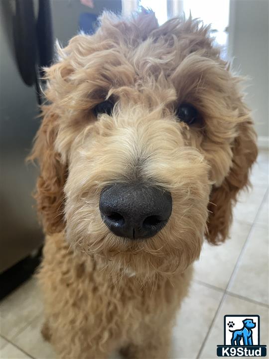 a goldendoodles dog with a fluffy haircut
