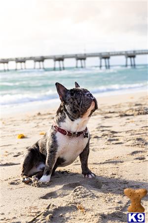 a french bulldog dog sitting on a beach