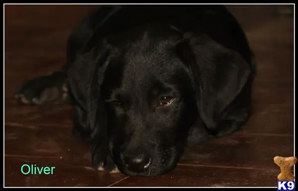 a black labrador retriever dog lying on the floor