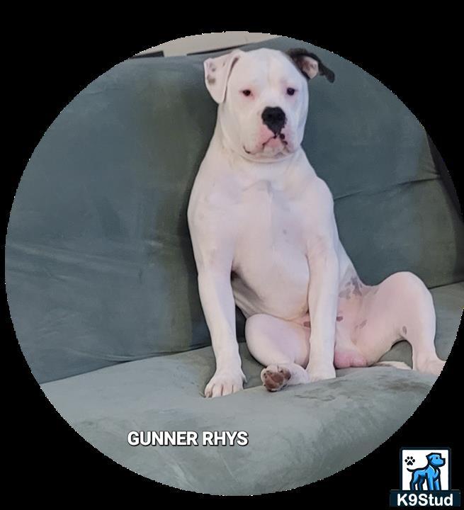 a white american bulldog dog sitting on a black object