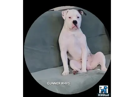 a white american bulldog dog sitting on a black object