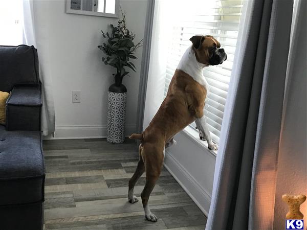a boxer dog standing on a porch