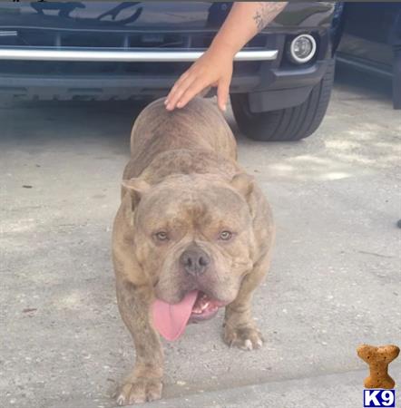 a american bully dog with its tongue out