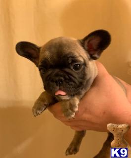 a french bulldog dog with its tongue out