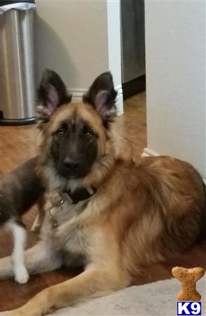 a german shepherd dog lying on the floor