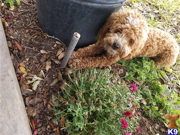 a poodle dog digging in the dirt