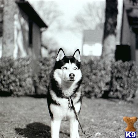 a siberian husky dog on a leash