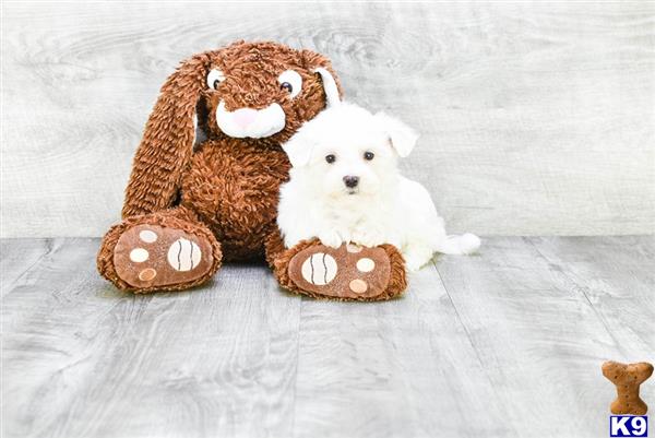 a stuffed animal next to a stuffed animal
