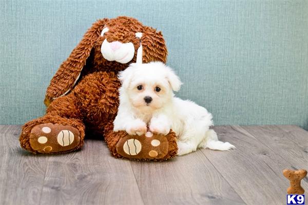 a maltese dog sitting next to a stuffed animal