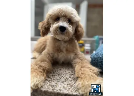 a poodle dog sitting on a rug