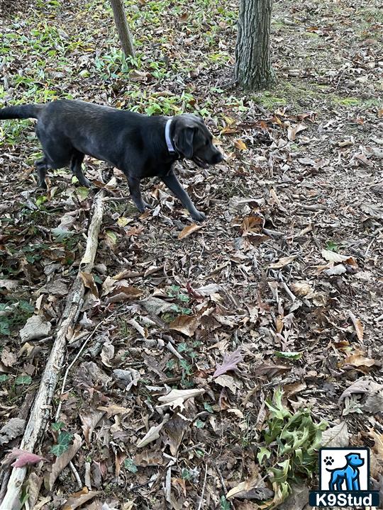 Labrador Retriever female dog