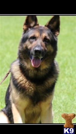 a german shepherd dog standing on grass