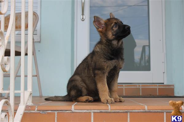 a german shepherd dog sitting on a brick floor