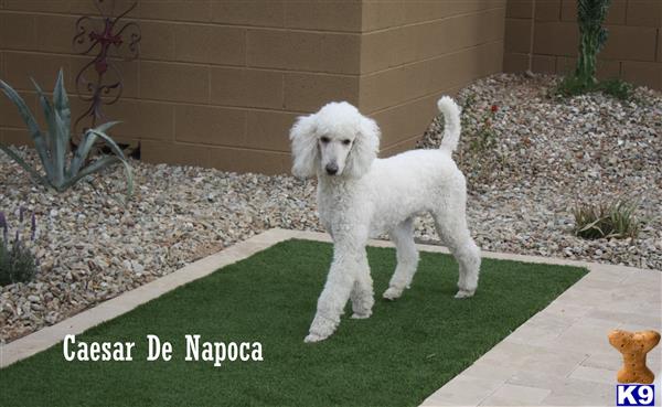 a white poodle dog standing on a green lawn
