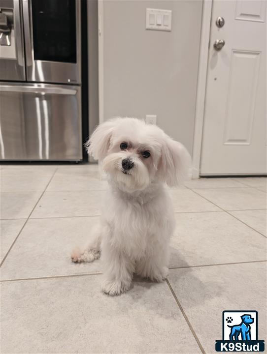 a white maltese dog sitting on a tile floor